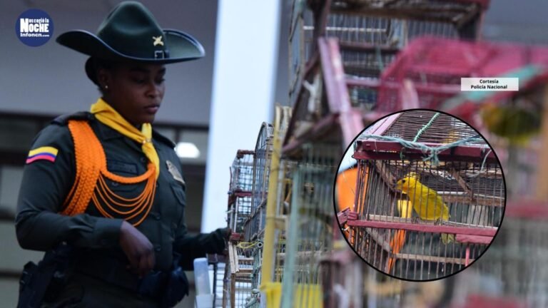 En un corregimiento de Medelín rescataron 22 aves silvestres que tenían ilegalmente en cautiverio