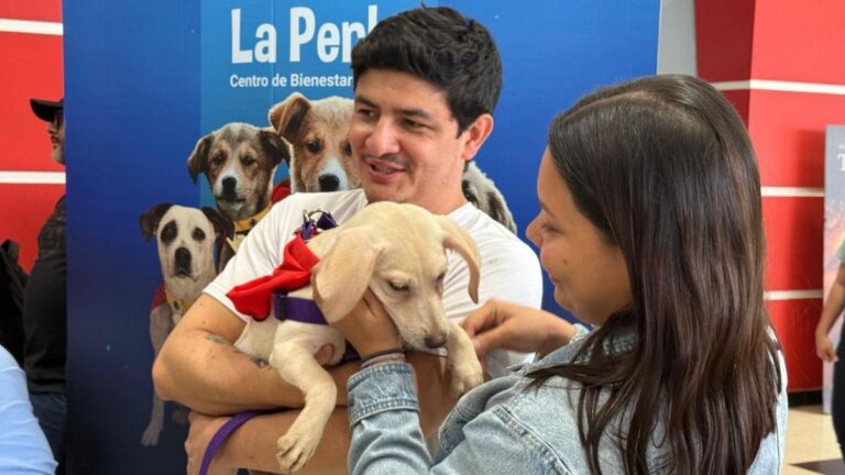 Campaña “Adopta un Superhéroe” moviliza corazones y hogares en Medellín: 29 perros rescatados encontraron familia en solo una semana