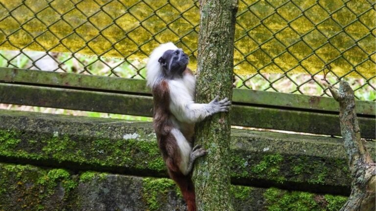61 Titi Cabeciblanco han ingresado al CAVR desde 2024, víctimas del tráfico ilegal y la pérdida de su hábitat