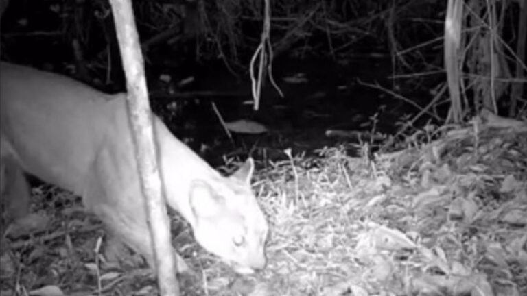 Un puma en Itagüí: autoridades confirman primer registro del felino en la zona protegida de El Manzanillo