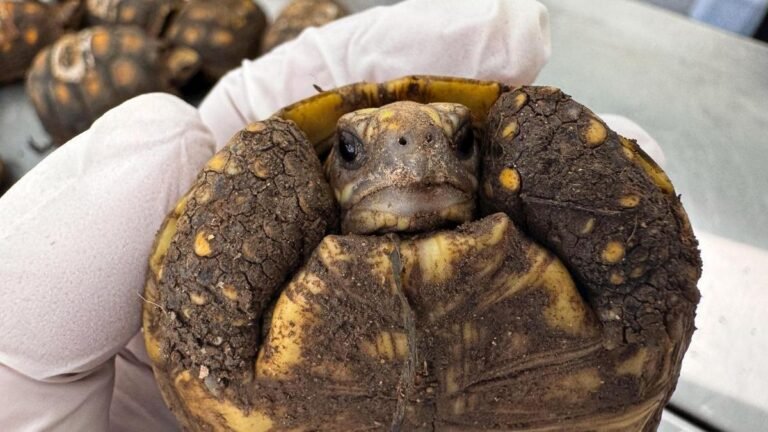Más de 1.600 tortugas morrocoy han ingresado al CAVR del Valle de Aburrá desde 2024