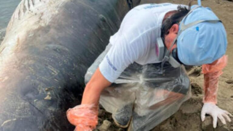 Hallazgo inusual en el Golfo de Urabá: aparece muerta una ballena minke de casi 7 metros