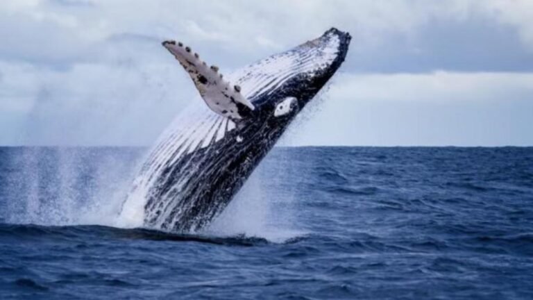 Temporada de avistamiento de ballenas en el Chocó: un momento mágico que exige responsabilidad