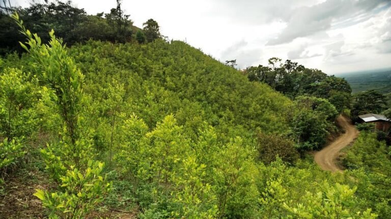 El fracaso del Estado en el Cañón del Micay: coca, disidencias y una paz que no llega