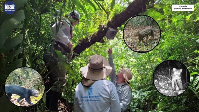 Cámaras trampa revelan la riqueza oculta de Medellín: 21 especies de mamíferos en sus zonas protegidas
