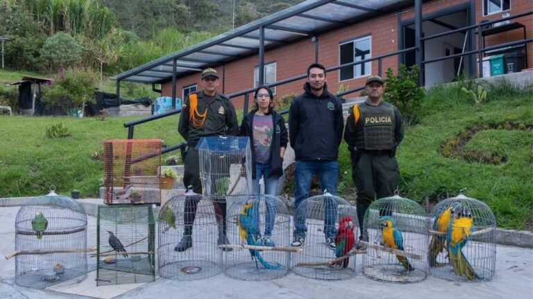 Recuperan diez aves silvestres víctimas del tráfico ilegal en el Oriente antioqueño