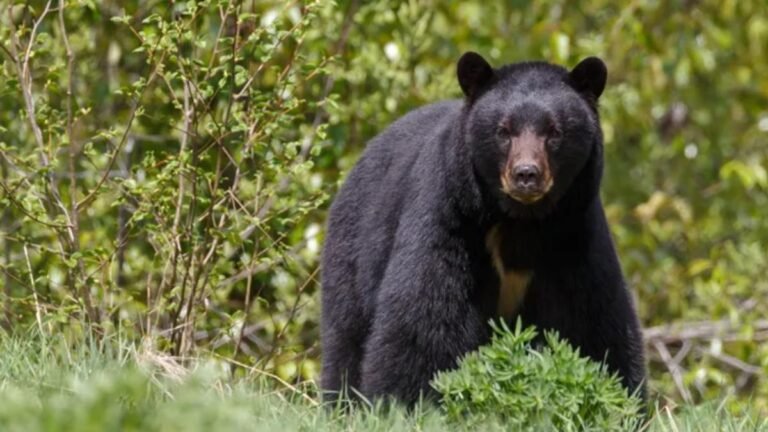 Florida reactiva la caza del oso negro tras diez años de veda y desata debate ambiental