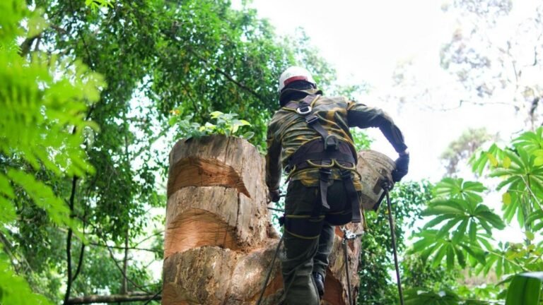 En Medellín se convierte tala de un árbol en refugio para la biodiversidad