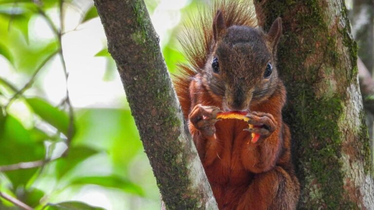 Hoy es el Día Nacional de la Biodiversidad