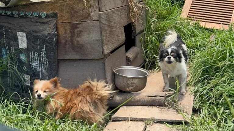 Recuperan en El Carmen de Viboral 30 perros en precarias condiciones en criadero clandestino