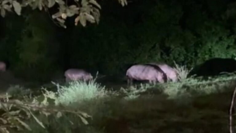 Avistamiento de hipopótamos en Doradal alerta sobre la expansión de la especie invasora en el Magdalena Medio
