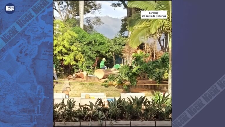 Inconformidad por tala de árbol en el parque de Bello, pero fue para evitar una emergencia