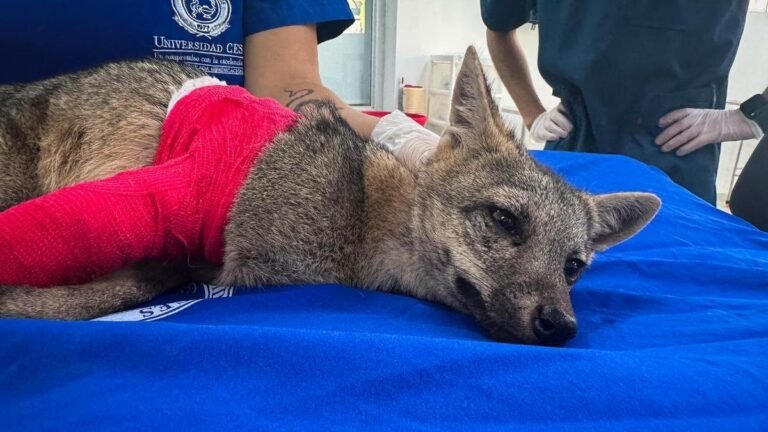 Zorro perro fue rescatado tras atropellamiento en Barbosa