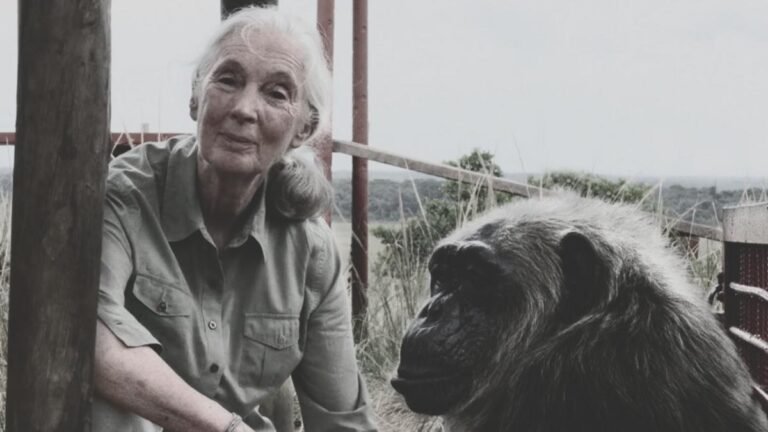 Muere Jane Goodall a los 91 años, pionera en el estudio de los chimpancés y defensora del medio ambiente
