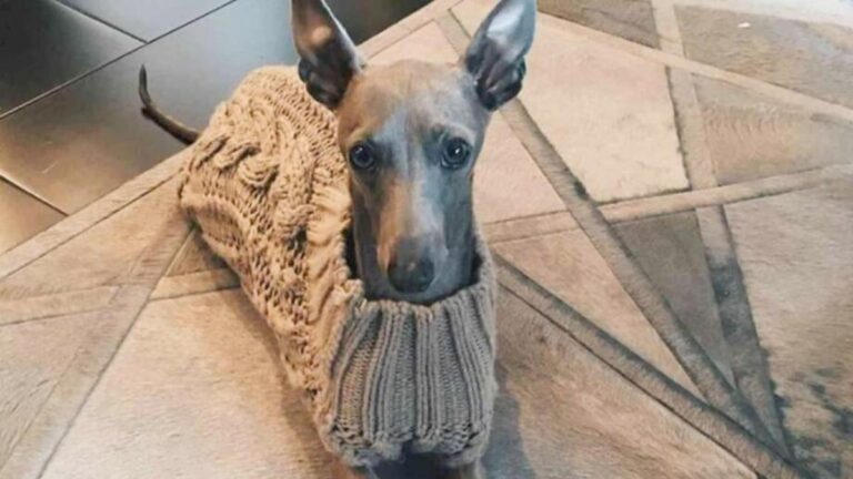 “Mi corazón duele”: Kylie Jenner llora la partida de su perro Norman tras más de una década juntos