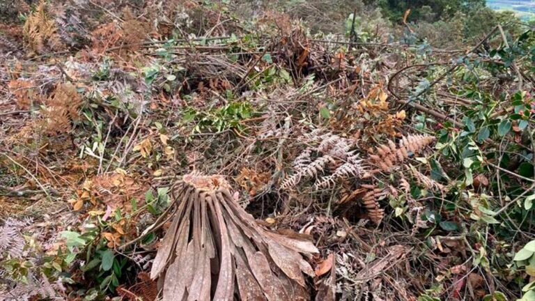 Denuncian tala de más de 500 árboles y frailejones en la Serranía de Juaica: piden investigación urgente