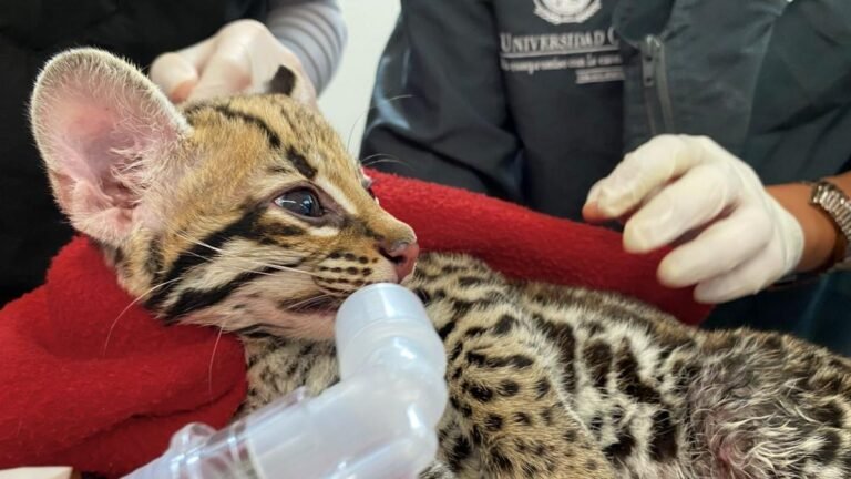 Una cría de ocelote busca regresar a su hábitat en el Valle de Aburrá