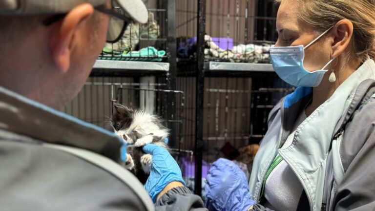 Operativo en la Plaza Minorista dejó 64 animales recuperados por bienestar animal en Medellín