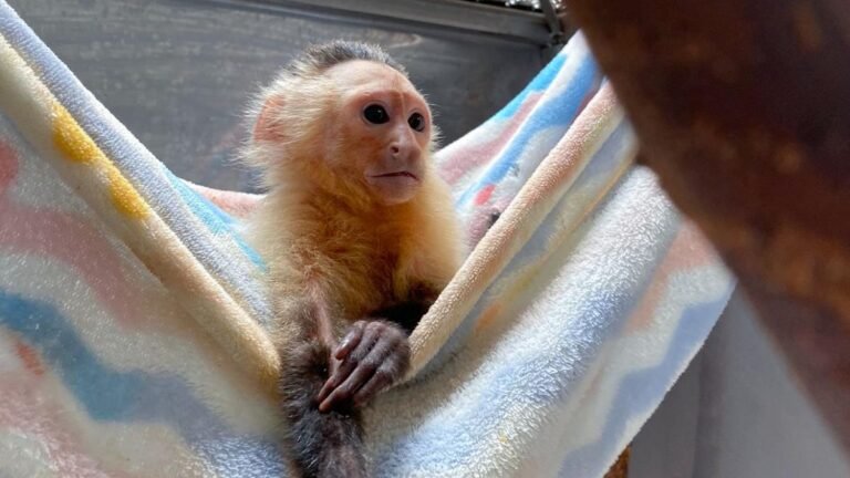 Dos monos rescatados en el Valle de Aburrá muestran el impacto del tráfico ilegal y el cautiverio de fauna silvestre