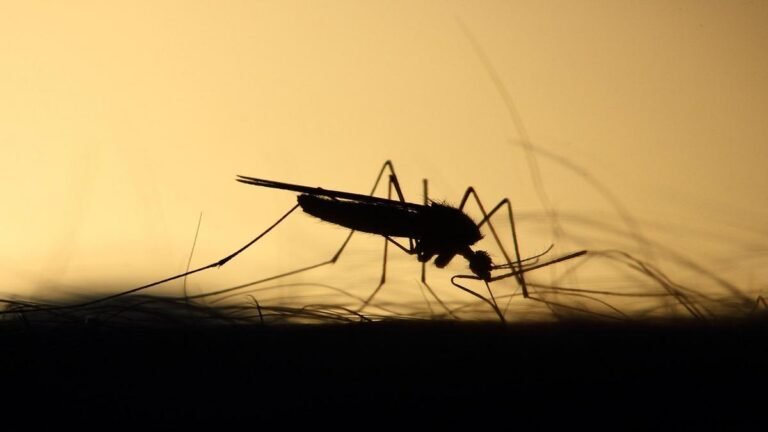 Reino Unido en alerta tras detectar mosquitos portadores de dengue, zika y chikungunya