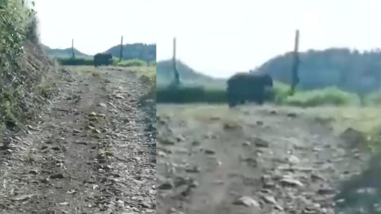 Confirman presencia de oso andino en Jardín, Antioquia; autoridades investigan si está relacionado con ataques a animales domésticos