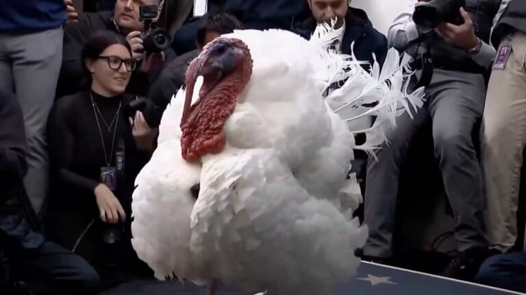 Waddle, el pavo de la Casa Blanca, llega justo a tiempo para su ceremonia de indulto