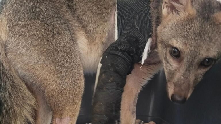 Zorro perro atropellado en Barbosa se recupera y podría volver pronto a su hábitat