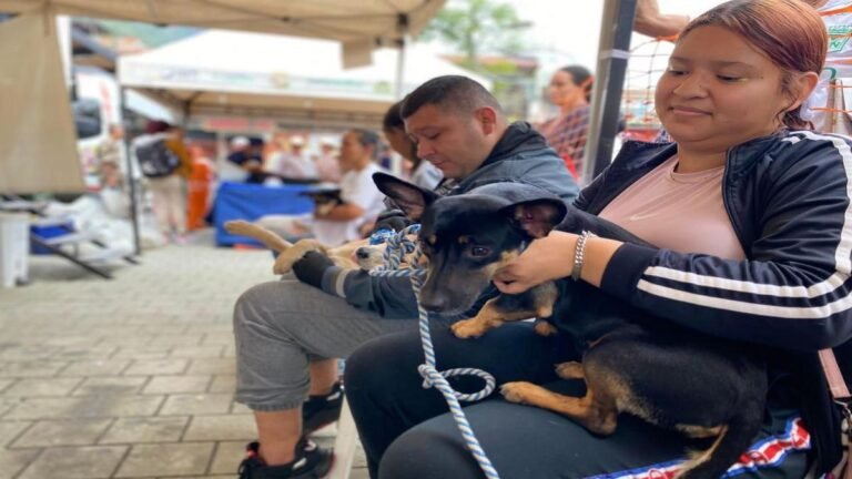 Antioquia supera las 43.000 esterilizaciones de animales en dos años