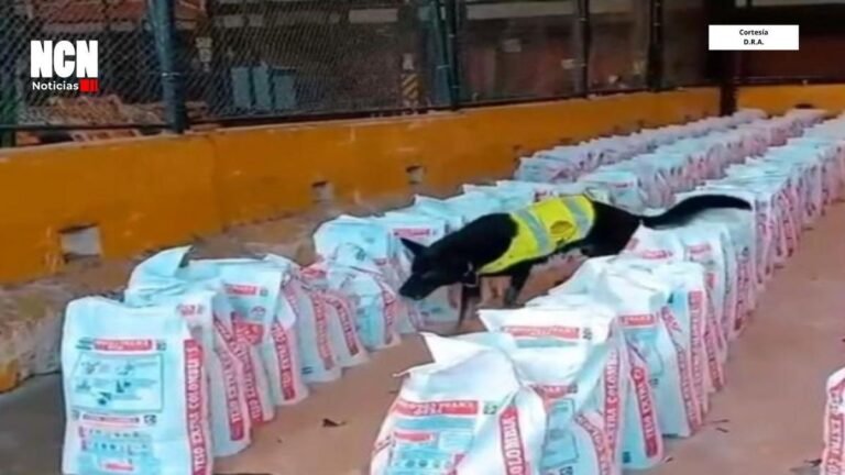 En Buenaventura incautaron 14 toneladas de cocaína camufladas en yeso que tenía destino internacional