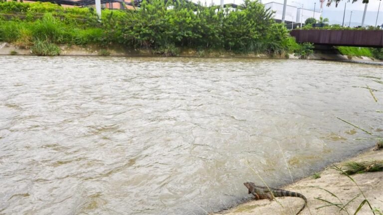 Regresa Mi Rio a Medellín: su intención es cuidar las quebradas y el río Medellín