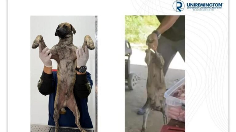 Judicializado hombre por brutal agresión a un perro en Montecristo, Bolívar