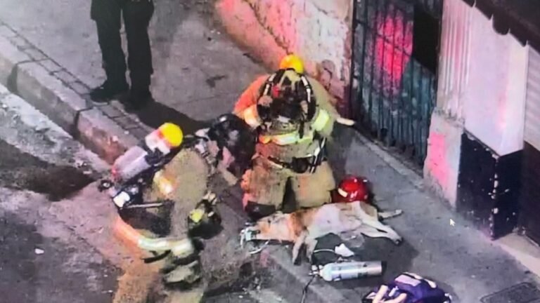 ¡Perrito a salvo! Bomberos rescataron a un can de las llamas durante incendio en el Centro de Medellín