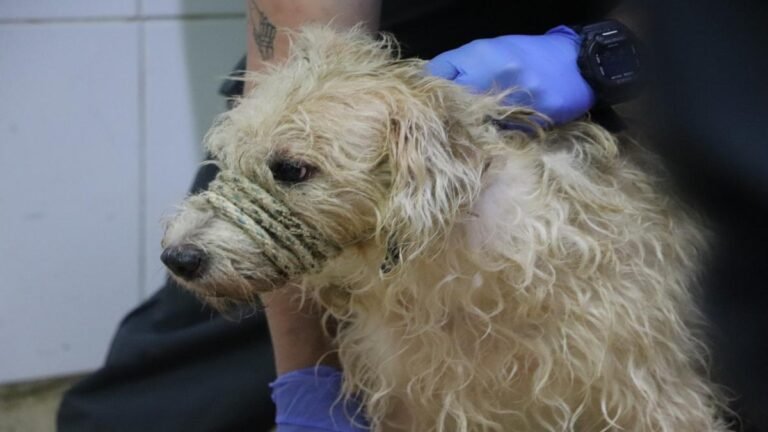Rescatan 46 animales en grave condición en operativo contra acumulación irregular en el suroccidente de Medellín