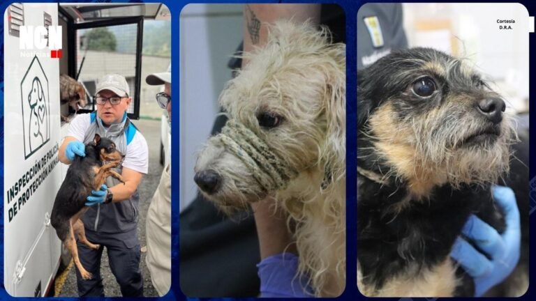 Alcaldía de Medellín recupera 16 gatos y 30 perros sometidos a maltrato y abandono extremo