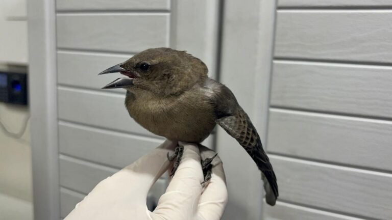 Primeros animales afectados por pólvora llegan al Centro de Atención de Fauna Silvestre del Valle de Aburrá