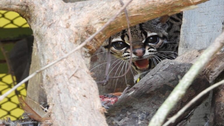 De una casa en Bello al bosque de niebla: un margay víctima del tráfico ilegal volvió a la vida silvestre