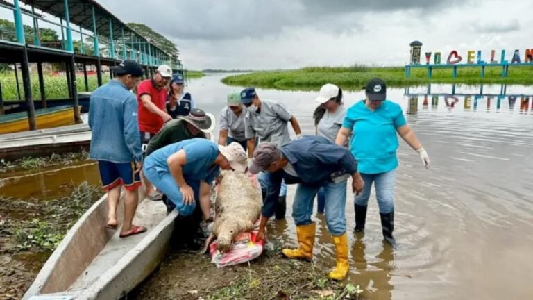 Segundo manatí antillano muerto en 2025 alerta a autoridades en Barrancabermeja