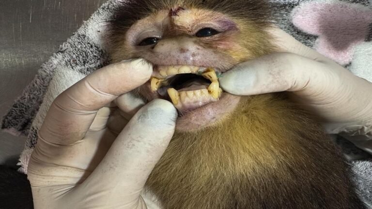 El drama detrás de una jaula: rescatan mono capuchino desnutrido y maltratado en Medellín