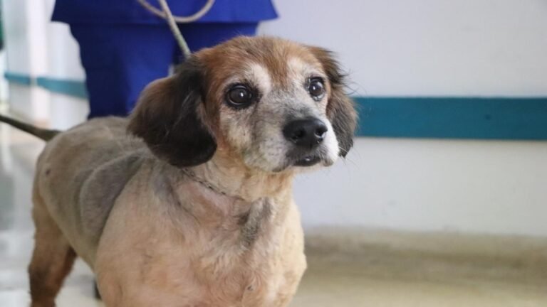 Medellín en alerta: pólvora ya deja un perro muerto y otro herido en los primeros días de diciembre