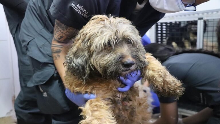 Adoptar es un compromiso de por vida: Medellín refuerza llamado contra el abandono animal en Navidad y comienzo de año