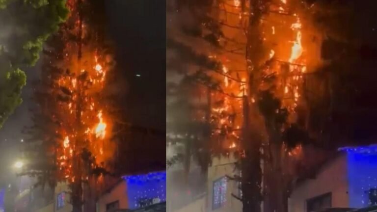 Un pino reducido a cenizas: la pólvora vuelve a mostrar su rostro más destructivo en Medellín