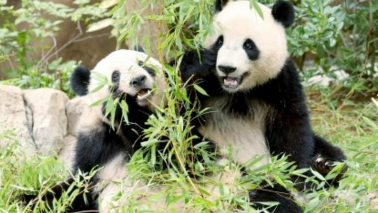 Los pandas gigantes Xiao Xiao y Lei Lei regresan a China tras convertirse en símbolos de conservación y amistad en Tokio