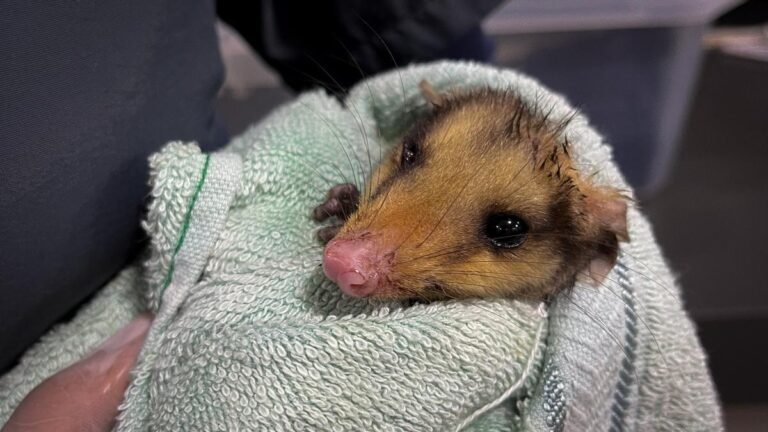 La pólvora cobra víctimas invisibles: 34 animales silvestres afectados en el Valle de Aburrá durante diciembre