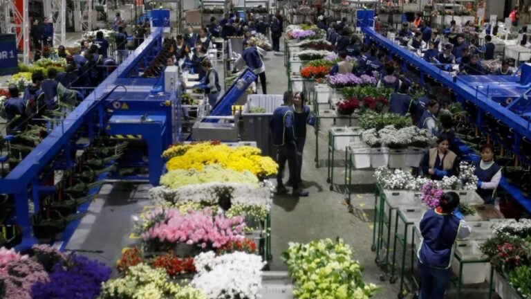 Exportaciones de flores colombianas se aceleran por temporada de San Valentín en Estados Unidos