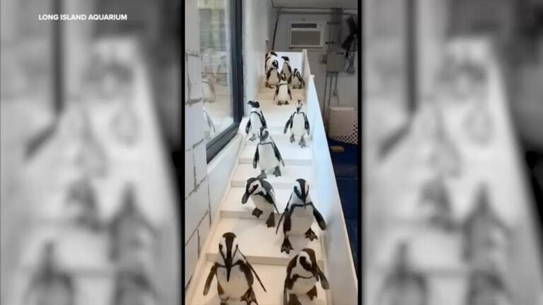 Frío extremo obliga a resguardar pingüinos en el Acuario de Long Island, Nueva York