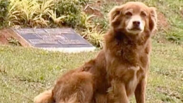 Brasil aprueba ley que permitirá enterrar mascotas junto a sus dueños