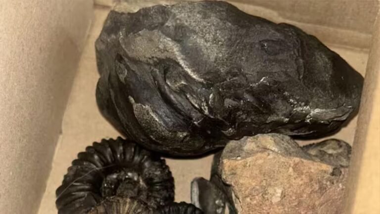 Santa María emerge como referente científico tras el hallazgo de más de 200 fósiles y huellas prehistóricas