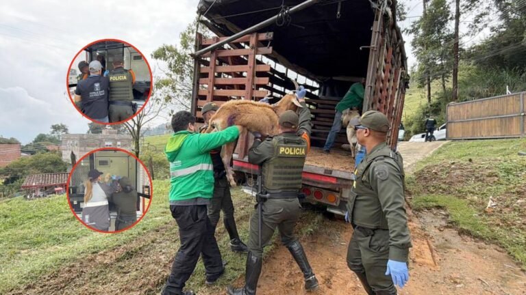 La voz de la comunidad fue clave para frenar caso de maltrato animal en Altavista