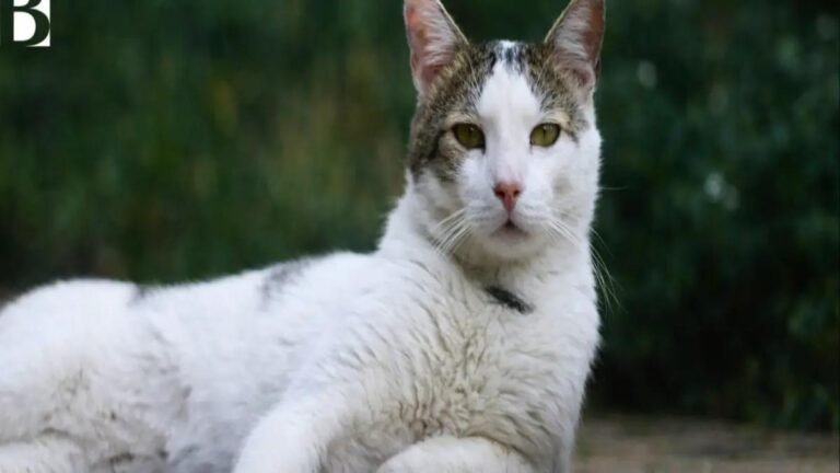 Pontificio, el gato del EcoCampus UPB, se “graduó” y ahora tiene hogar