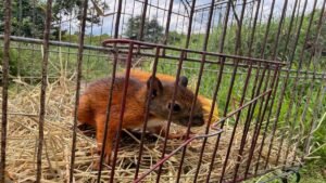 Liberan 33 animales silvestres en el Valle de Aburrá: apuesta por la biodiversidad urbana